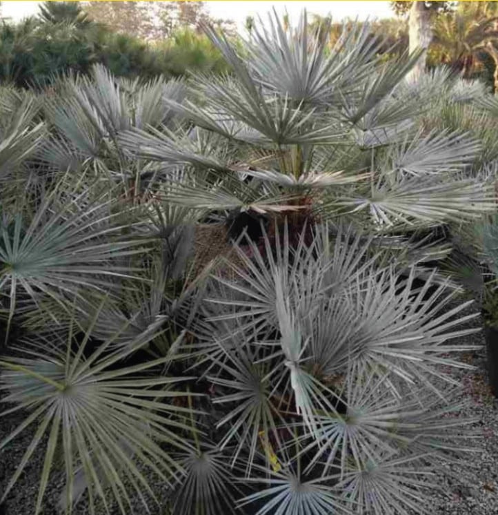 チャメロプス・フミリス・セリフェラ 7号鉢 | | ドライガーデン