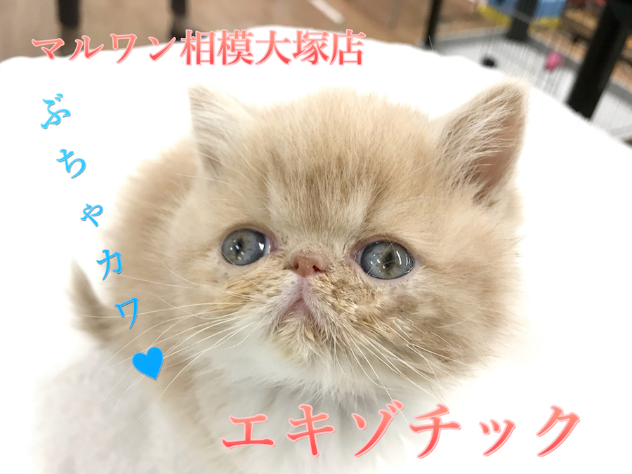 エキゾチック】ドラマやCMでも大人気！ぶちゃカワくんが2018年の主役