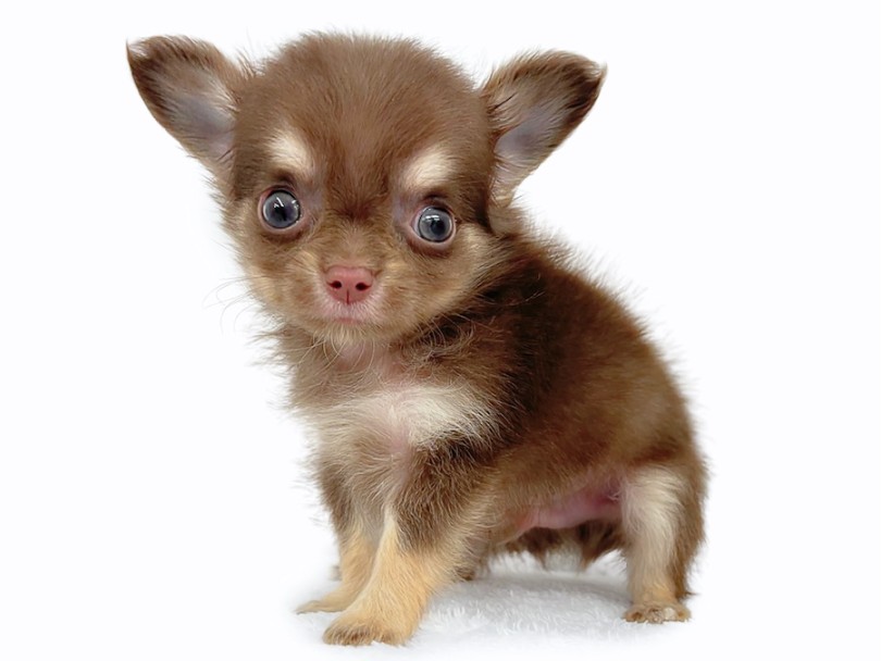 チワワ 】生後2ヶ月体重549g！マズル短めなチョコタンカラーの男の子