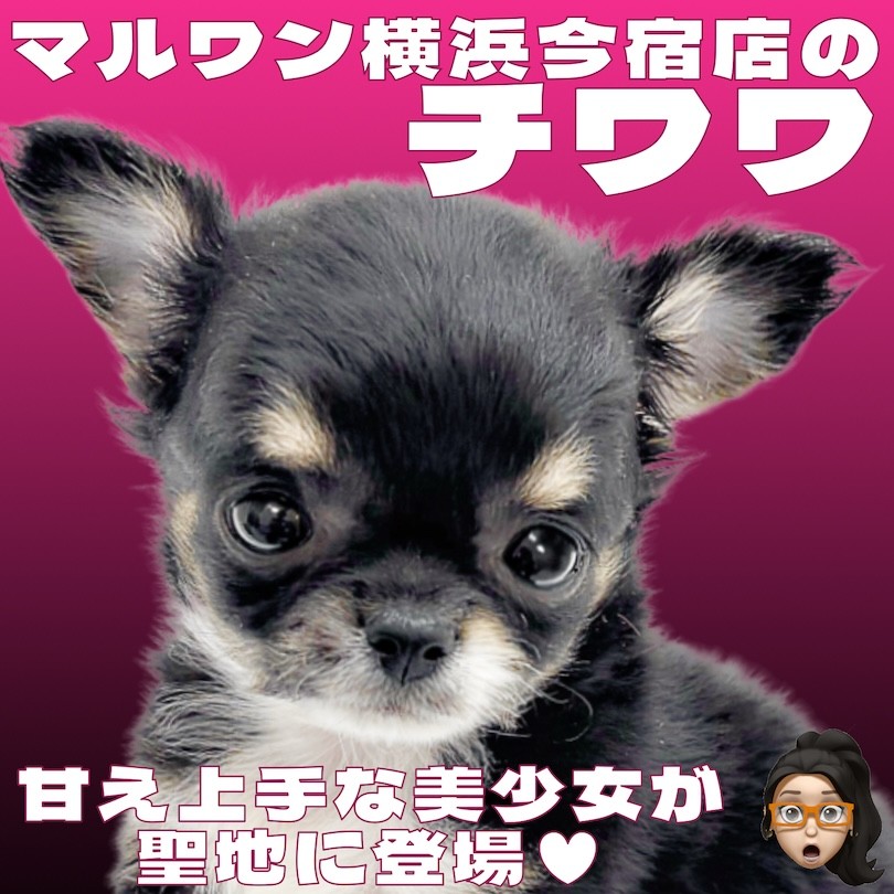 チワワ 】生後2ヶ月体重540g！王道ブラックタンの甘え上手な女の子