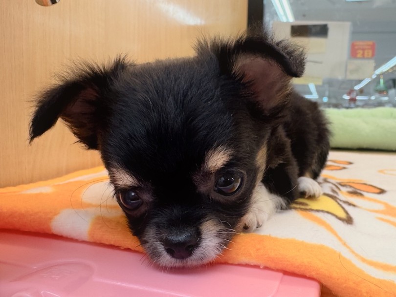 チワワ 】生後2ヶ月体重540g！王道ブラックタンの甘え上手な女の子