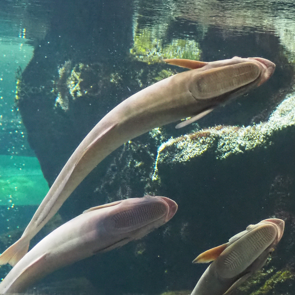 コバンザメ – Web魚名板 | 城崎マリンワールド