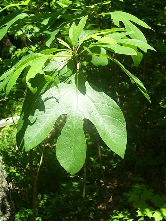 Wild Arkansas: Sassafras–the underdog | Wild Arkansas