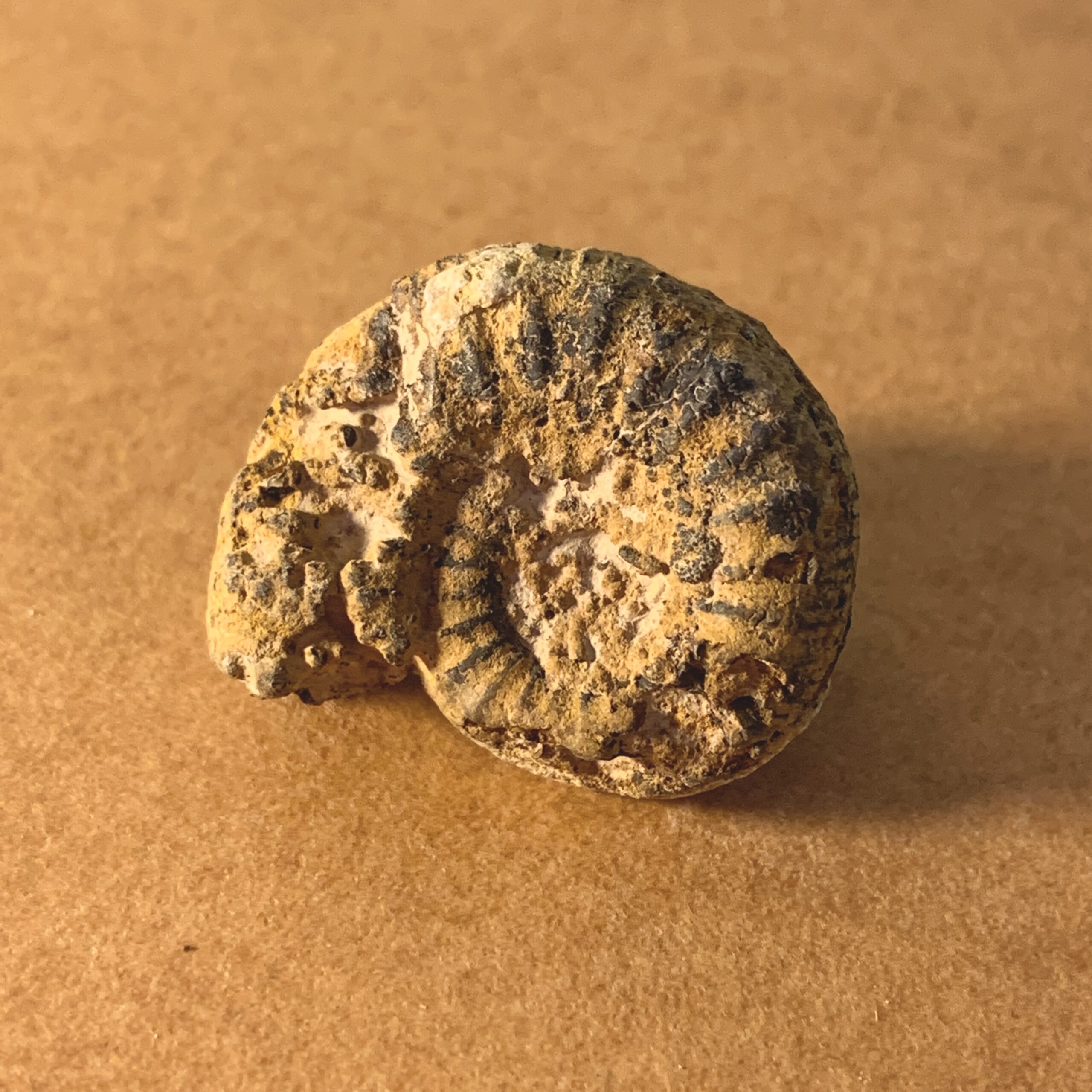 1005_アンモナイトの化石（モロッコ） | マッチ箱博物館