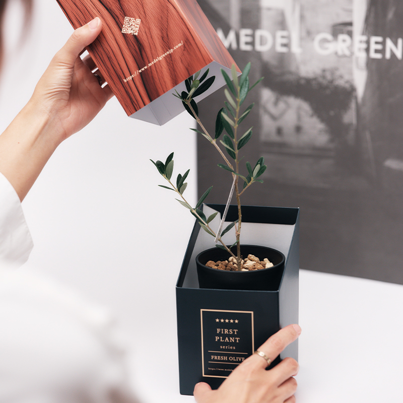 MEDEL GREEN ◇ オリーブ苗木 黒プラ樹脂鉢 専用ギフトBOX仕様 ◇ BOX