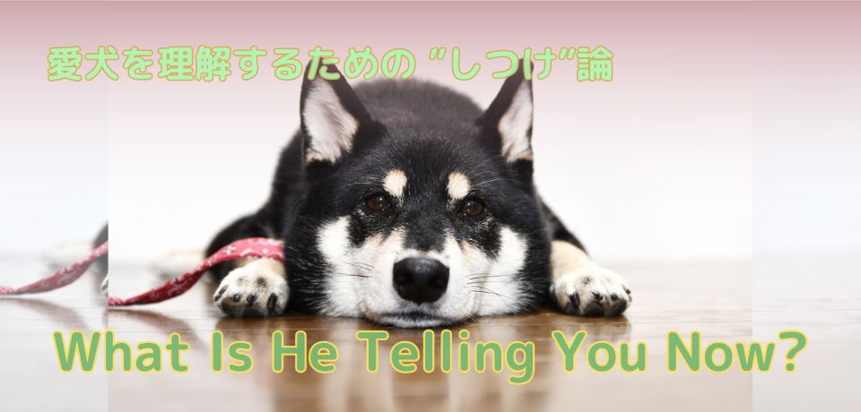 愛犬としつけ】犬の心の声を聞く〜カーミングシグナルと感情の読み方