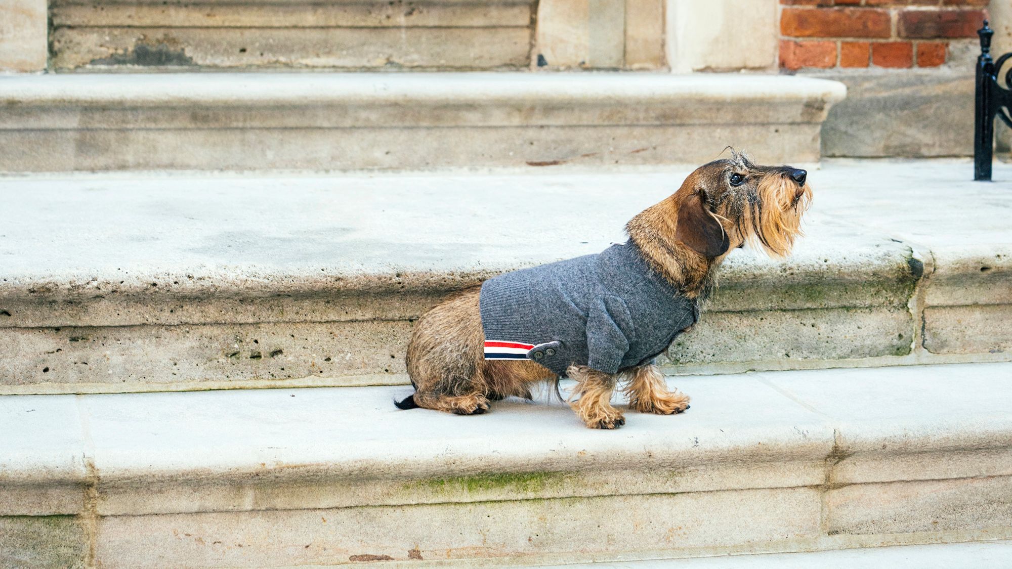 トム・ブラウンのダックスフント、ヘクターはあのバッグのモデル