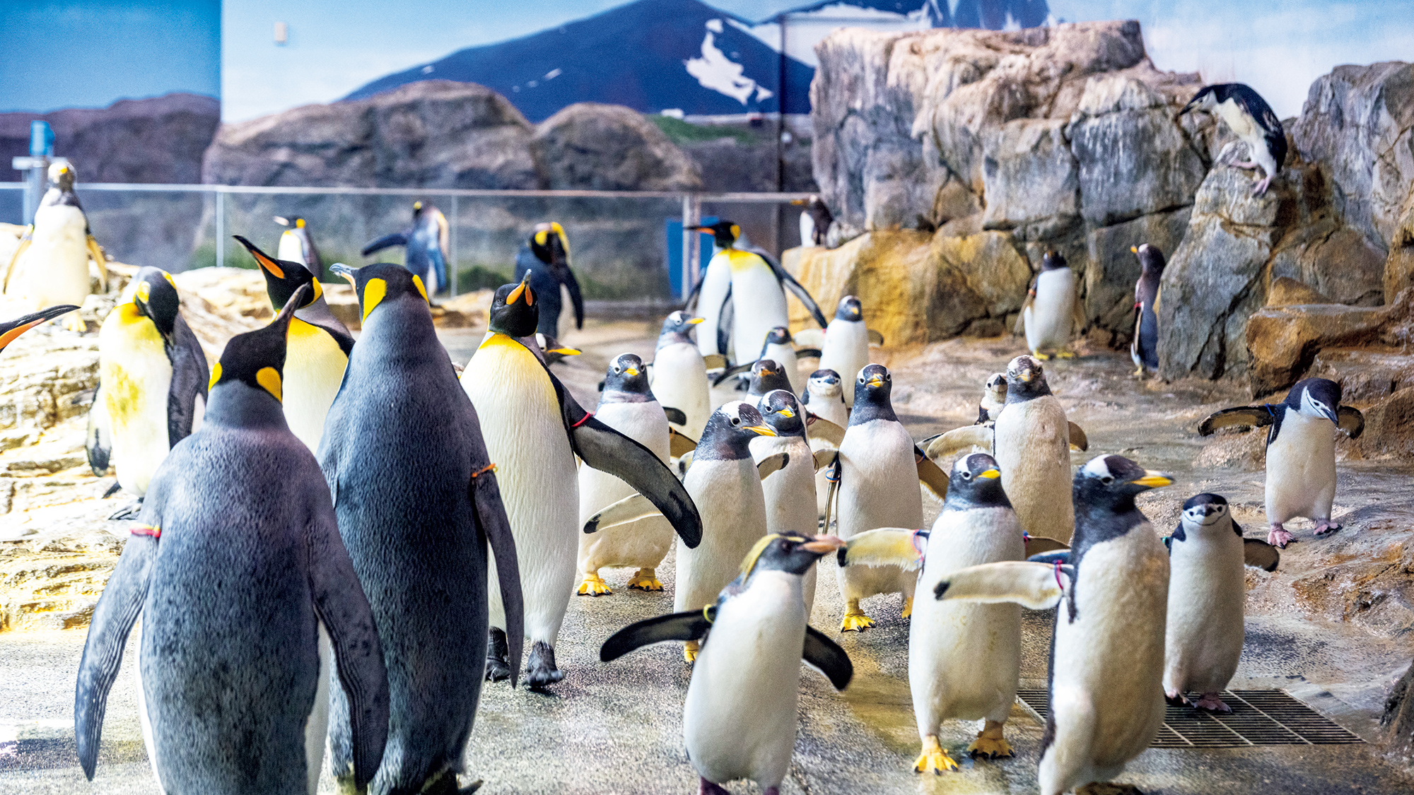 ペンギンを見るなら…長崎ペンギン水族館 | ブルータス| BRUTUS.jp
