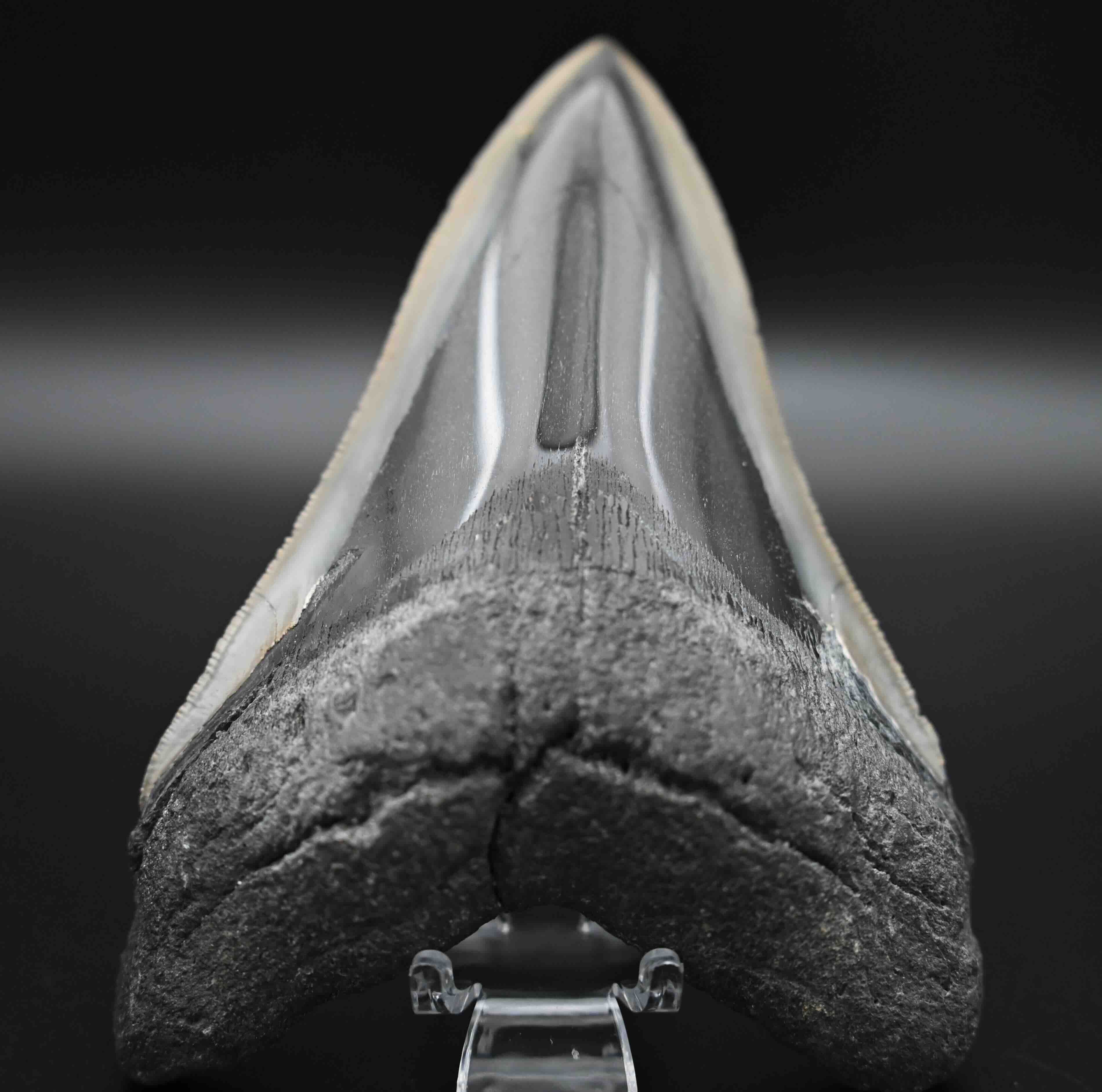 メガロドンの歯の化石 mgaz5002 | Megalodon-teeth.jp