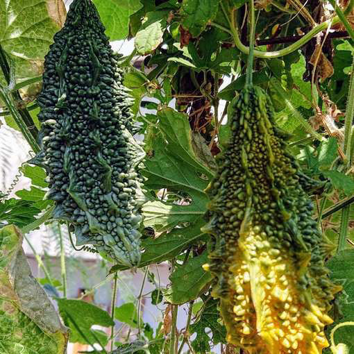 Bitter Melon-Meraki Seeds