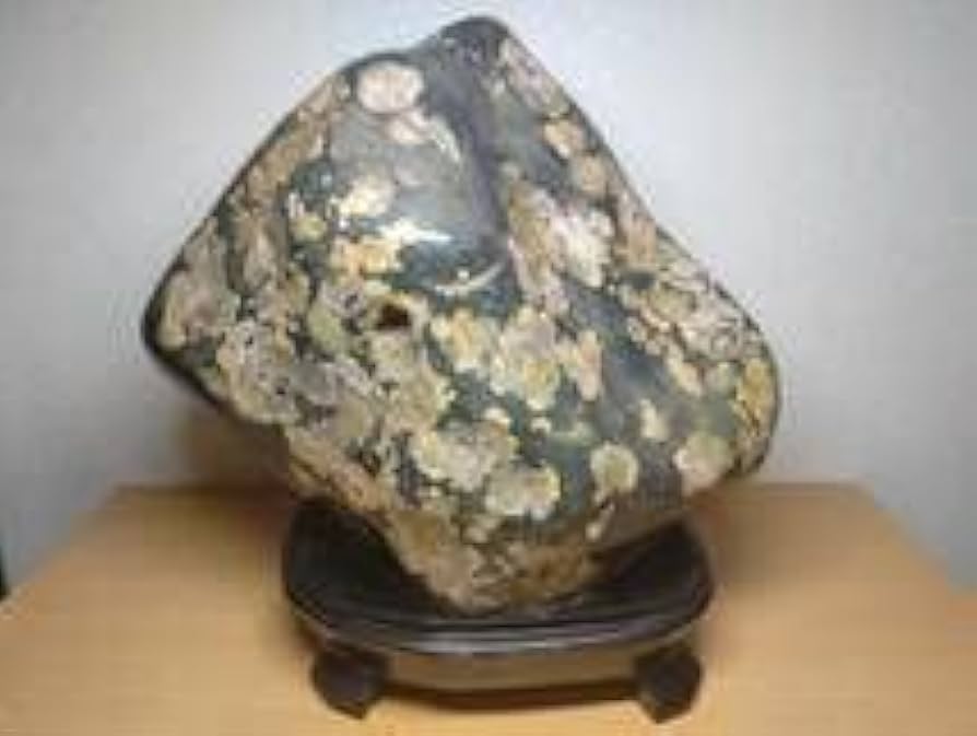 Amazon.co.jp: 大型 22.8kg 梅花石 鑑賞石 花紋石 菊花石 水石 原石