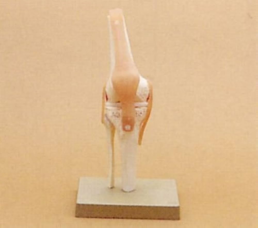 Amazon.co.jp: 膝関節機能模型(ドイツ ソムソ社製) : 産業・研究開発用品