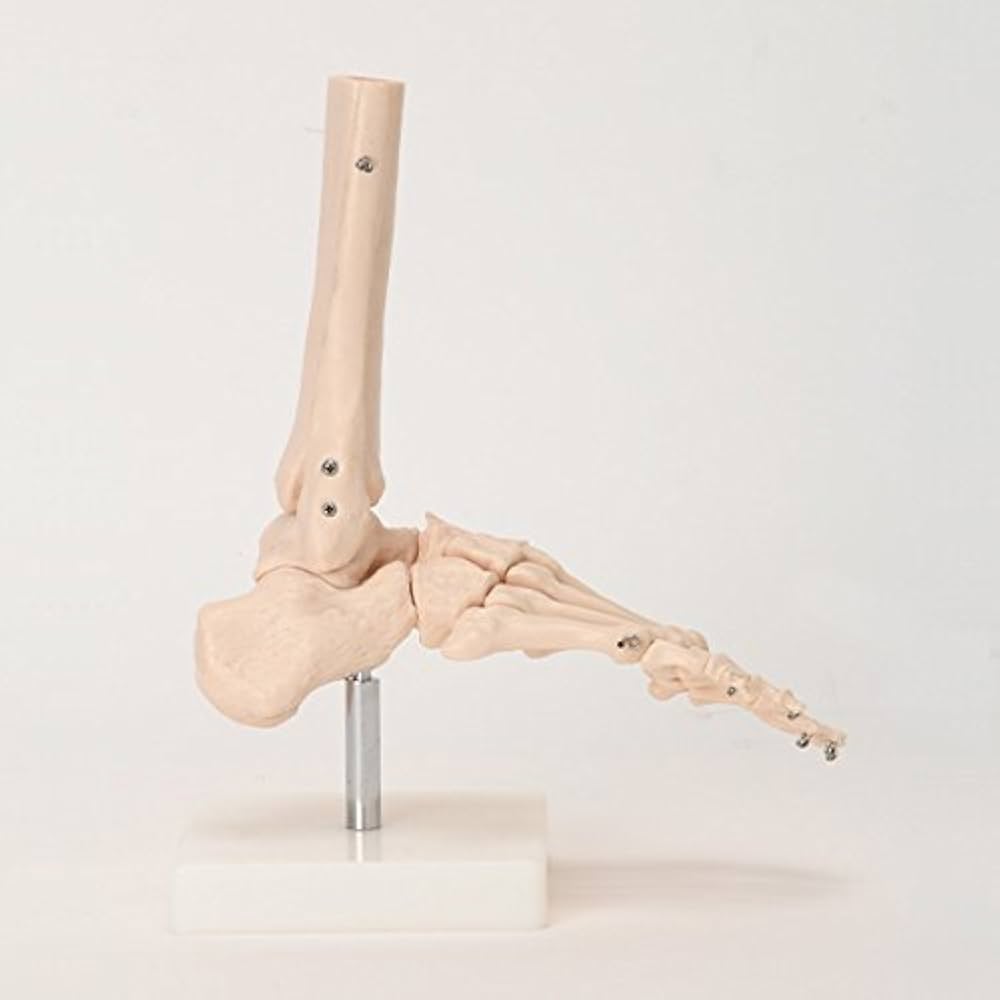 Amazon.co.jp: 7ウェルネ 足関節模型 実物大 [ 人体模型 骨格模型 骨格