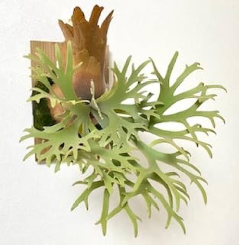 P.willinckii Nano spore ビカクシダ ビカクシダ P.willinckii Nano