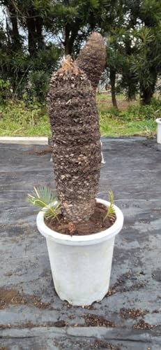 観葉植物 10号 ソテツ」の人気商品一覧 | 安い商品を通販サイトから