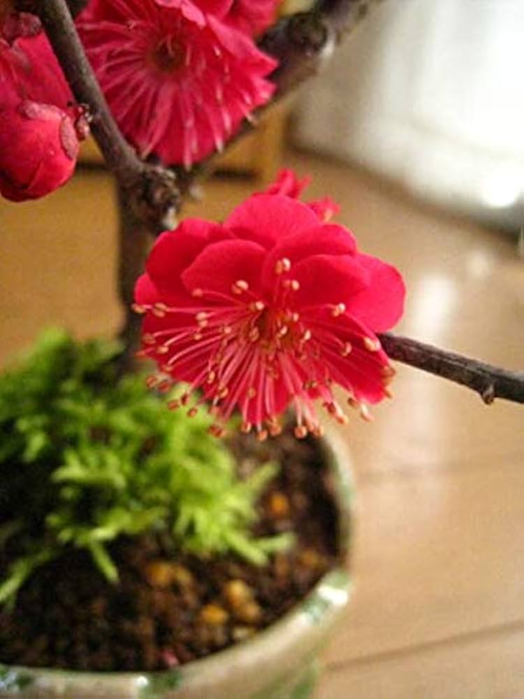 Amazon.co.jp: 鹿児島紅梅 梅苗 : DIY・工具・ガーデン