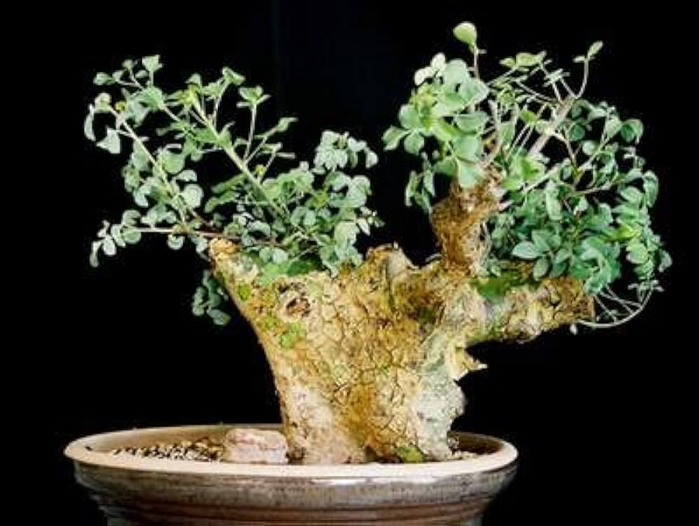 Amazon.co.jp: 【種子】Commiphora campestris var. Campestris
