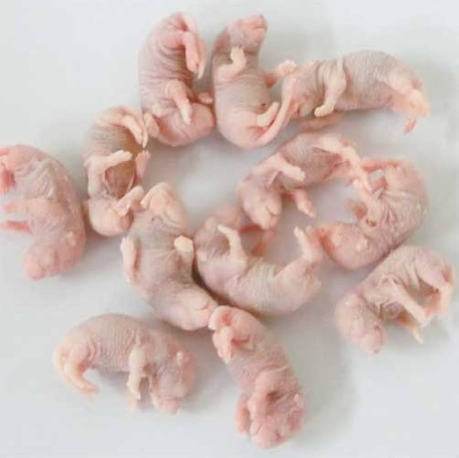 Amazon | 冷凍ピンクマウス S 30匹 | オリジナル | フード 通販