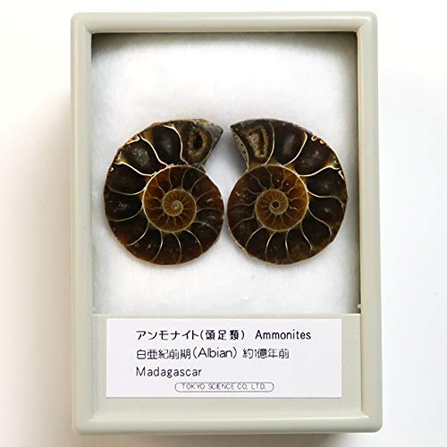 Amazon | SCIENCE 化石標本Pair Ammonites fossils「アンモナイト