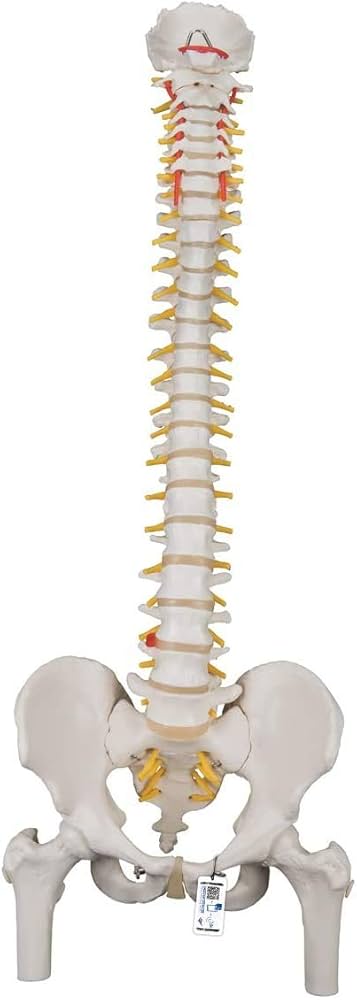 Amazon.co.jp: 脊柱模型 - 脊柱可動型モデル，大腿骨付 - 3B