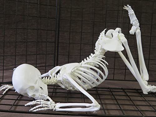 Amazon.co.jp: 1/2サイズ全可動スーパーフレキシブル女性全身骨格模型
