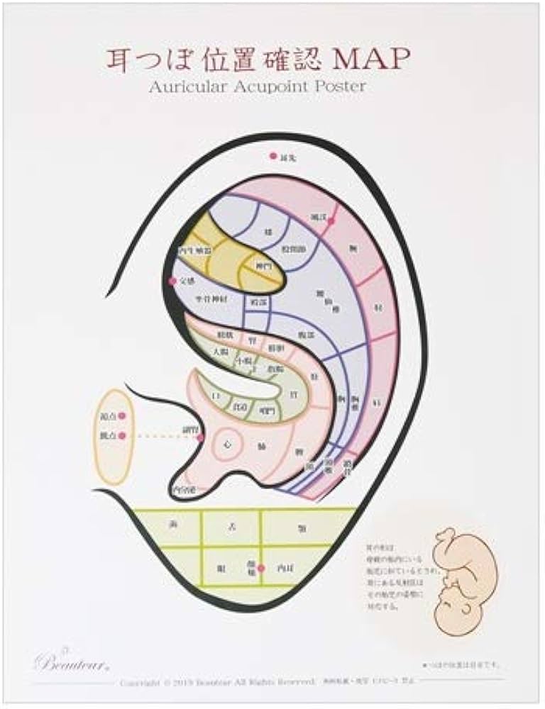 Amazon | Beauter 耳つぼポスター 位置確認 初心者向け カラー