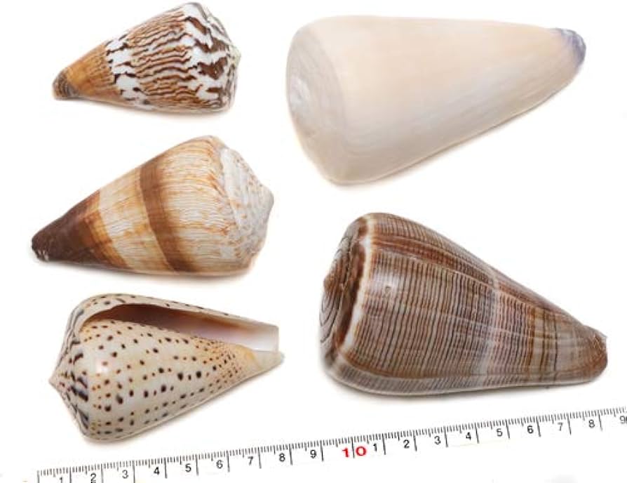 Amazon | 【貝殻パーツ】イモガイ Lサイズ〜Mサイズ 5個セット (No.4