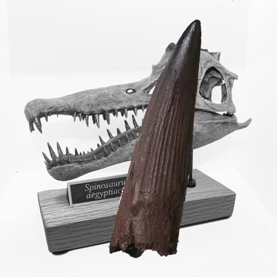 Amazon | SCIENCE 恐竜の化石Replica「スピノサウルスの歯 化石（複製