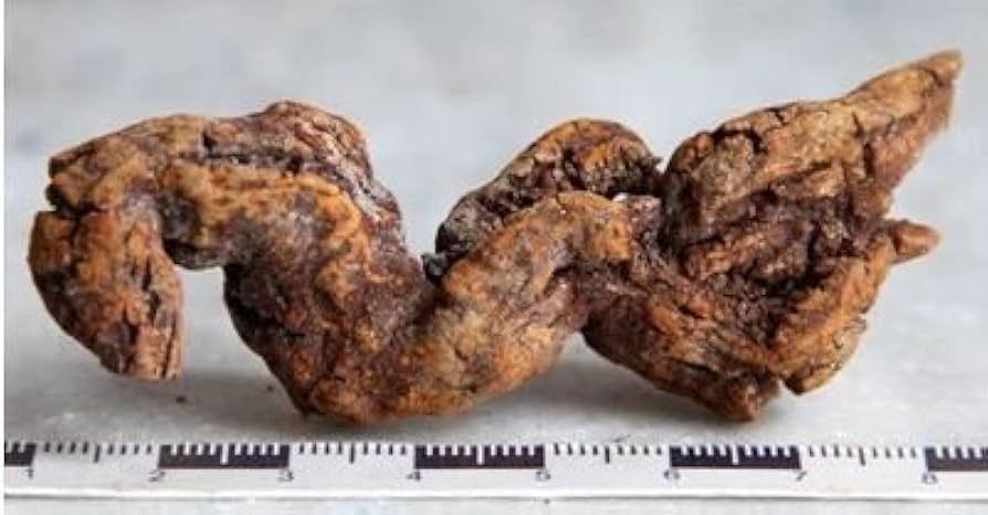 Amazon.co.jp: 腐糞石または恐竜のうんち、うんち、うんち、うんち、大