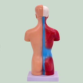 Amazon.co.jp: 人体模型 28cm人間の胴体の解剖学的モデル 教学モデル