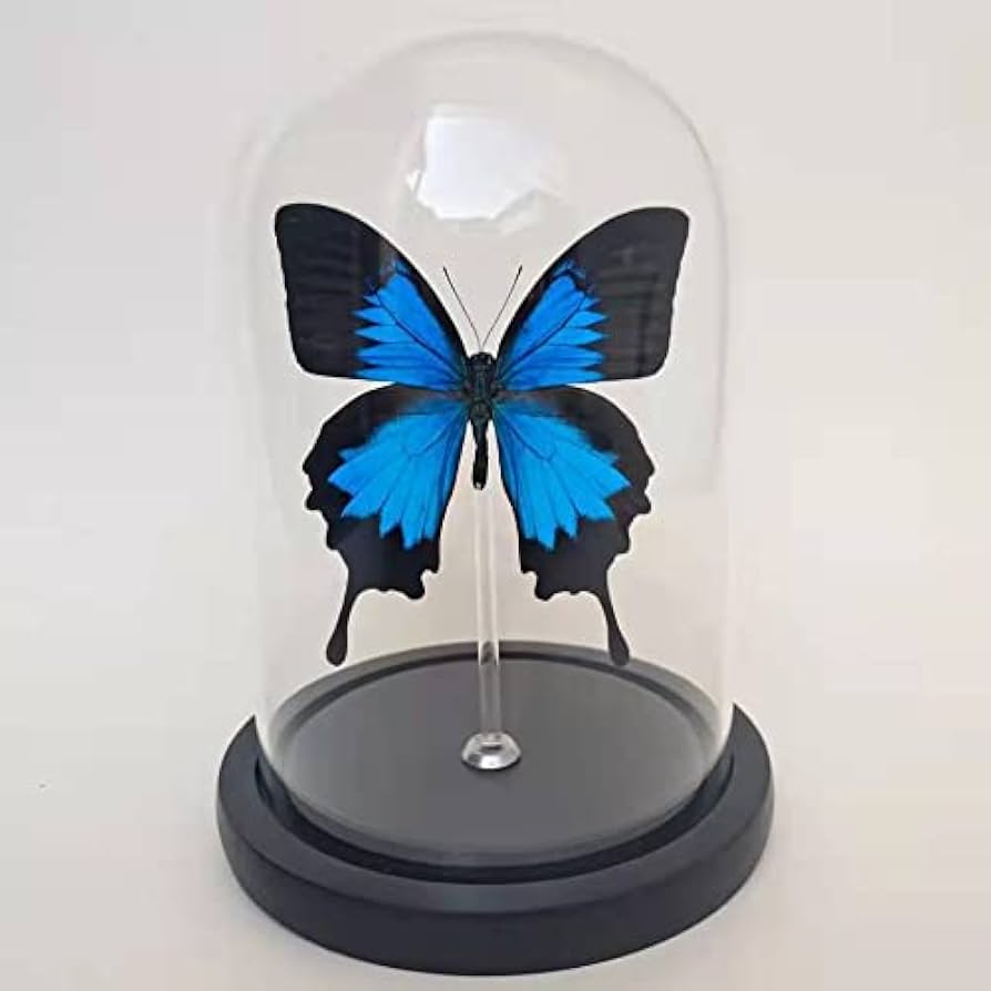 Amazon.co.jp: オオルリアゲハ チョウの標本 約14 cm : おもちゃ