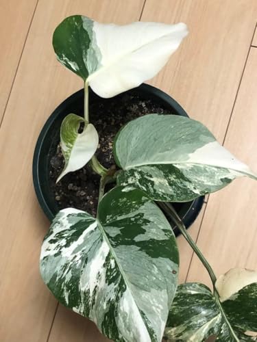 モンステラ ホワイトタイガー」の人気商品一覧 | 安い商品を通販サイト