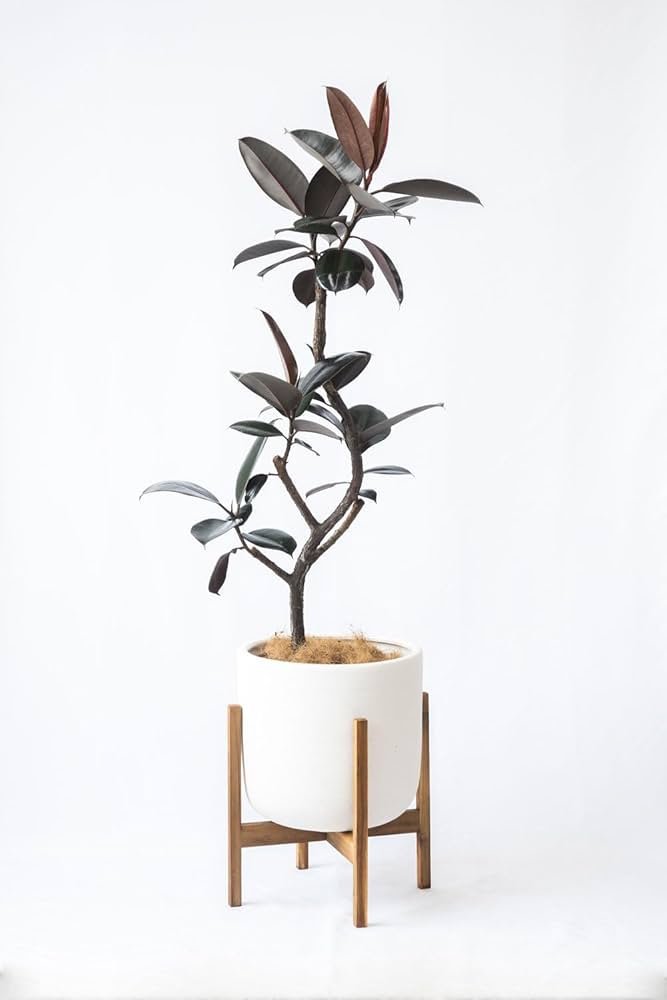 Amazon｜観葉植物 本物 フィカス・バーガンディ 7号鉢 曲がり樹形