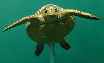 Amazon | ウミガメ 海亀 ヒメウミガメ OLIVE RIDLEY SEA TURTLE シー