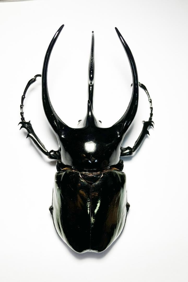 Amazon.co.jp: かなり良型 WD 119mm コーカサスオオカブト 大型美形