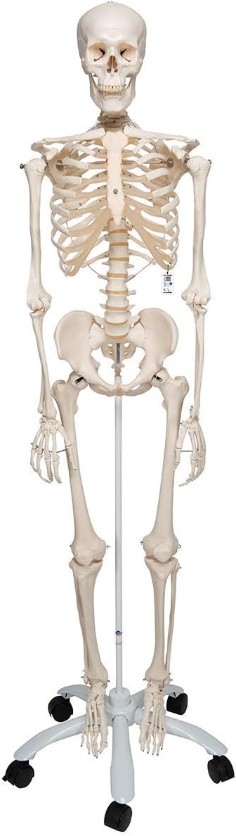 皮膚模型 骨格模型 人体模型 3B Scientific エステ 美容 皮膚模型 骨格