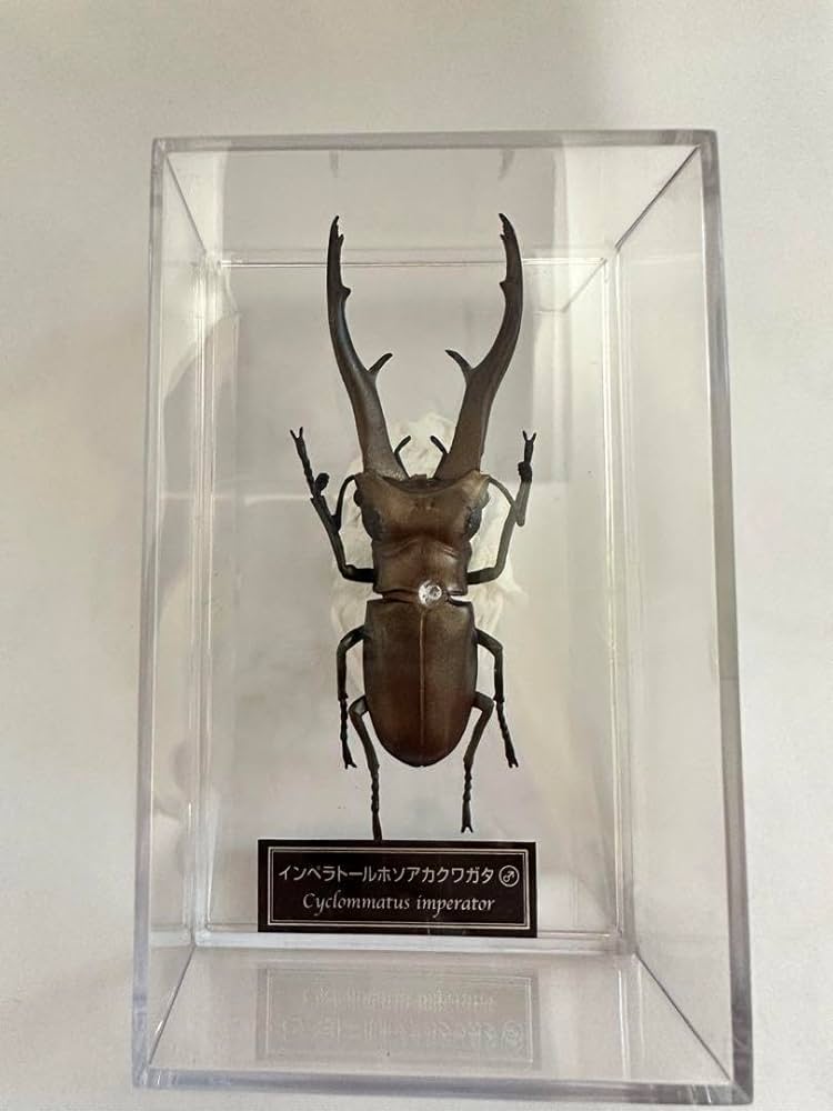 Amazon.co.jp: インペラトールホソアカクワガタ : おもちゃ
