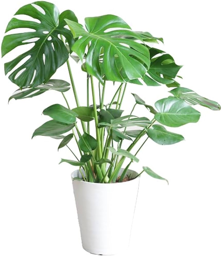 Amazon｜モンステラ 観葉植物 本物 インテリア 大型 大 ホワイトセラ