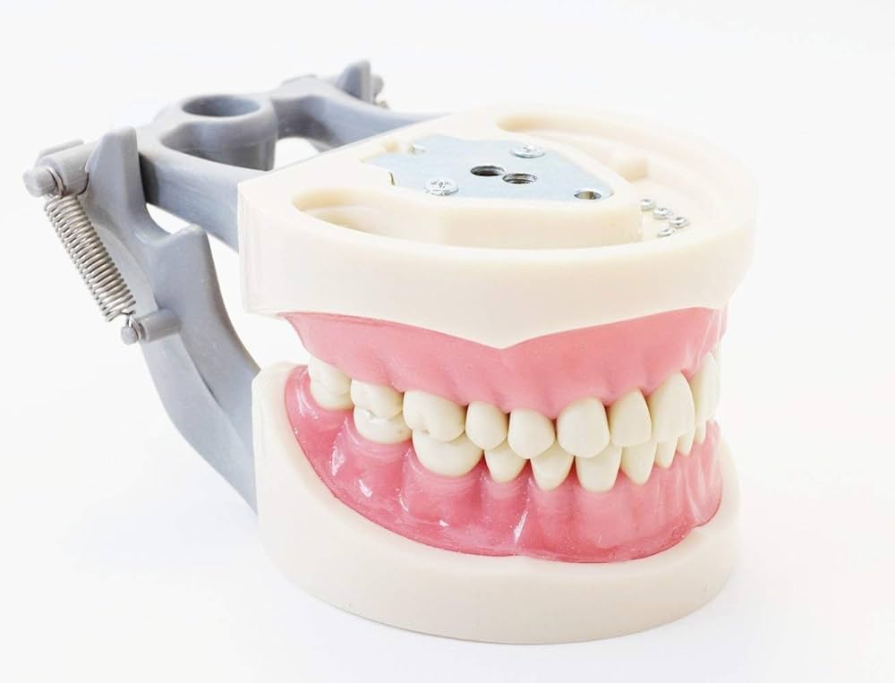 顎模型 NISSIN DENTAL MODEL 顎模型 NISSIN DENTAL MODEL