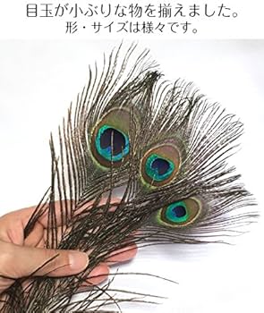 Amazon | 鳥の羽-ピーコック・アイ Sサイズ 4本 [019-Eye-S-N