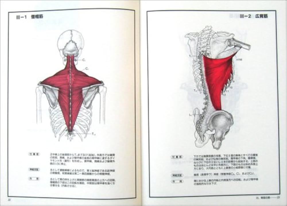 チャートブック骨格筋の解剖 | 川原 群大 |本 | 通販 | Amazon