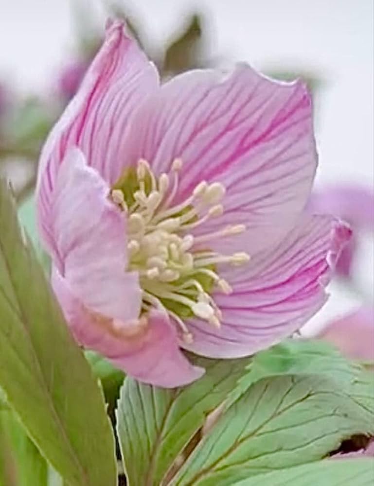 Amazon.co.jp: ☆チベタヌス☆透き通るような ク地にくっきりベイン4年