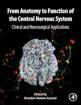 From Anatomy to Function of the Central Nervous System: Clinical