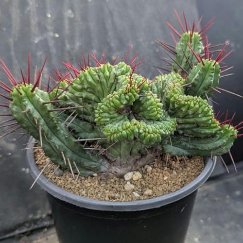 綴化」の人気商品一覧 | 安い商品を通販サイトから探す - 価格.com