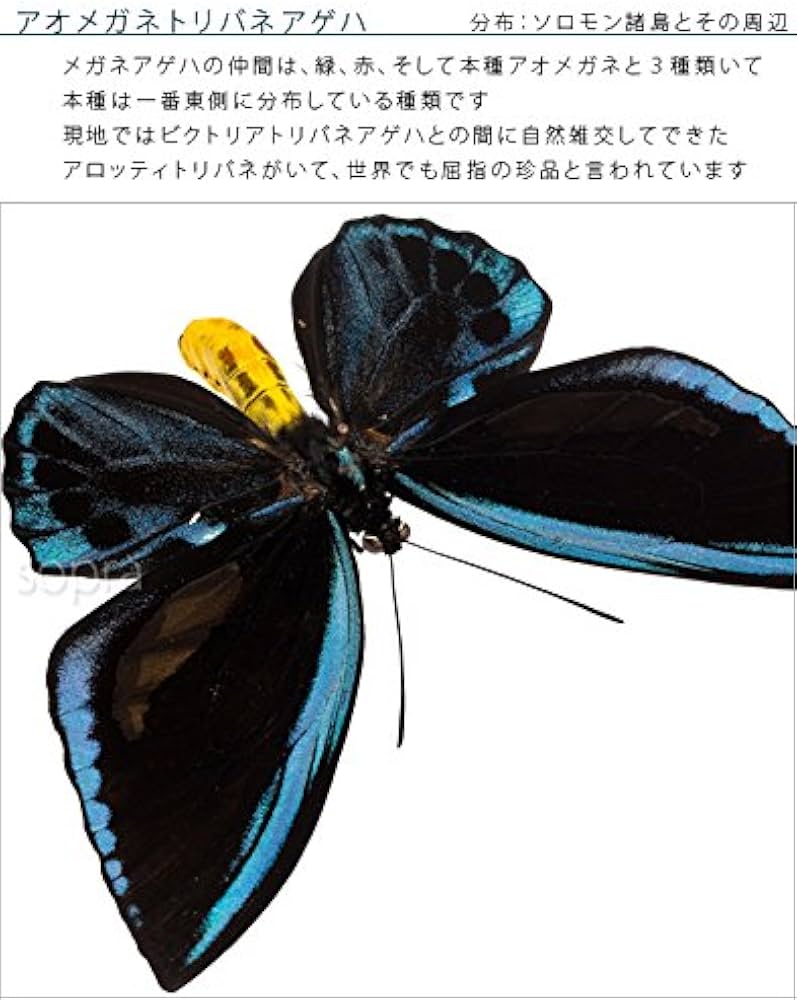 Amazon.co.jp: 蝶の標本 アオメガネアゲハ O.urvilliana アゲハチョウ