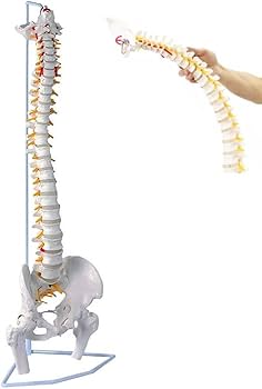 Amazon.co.jp: UPstore 実物大 脊髄骨盤模型 90cm 背骨 脊柱模型 1/1