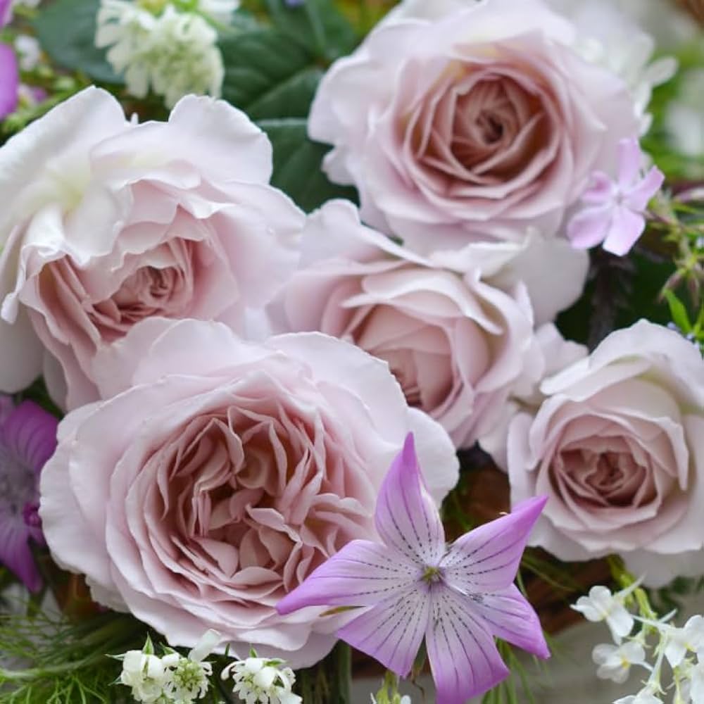 Amazon.co.jp: [ タフタ バラ 新苗 4号鉢 ] バラ苗 鉢植え 薔薇 ばら