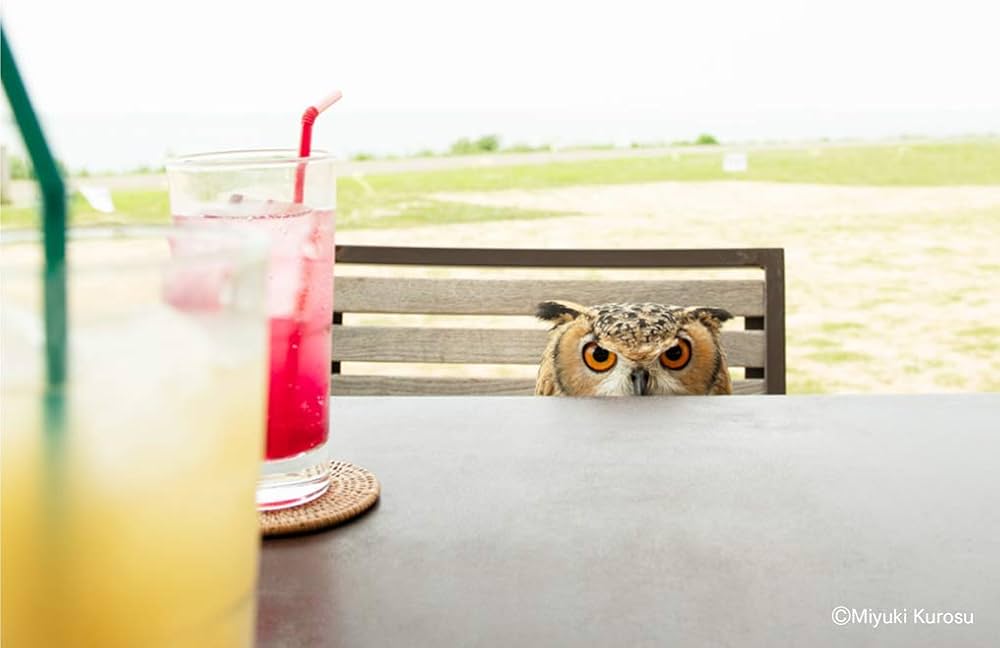 Amazon.com: もふもふフクロウ ガルーさんの休日: 9784396616595: げん