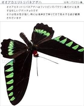 Amazon.co.jp: 蝶の標本 オオアカエリトリバネアゲハ T.trojana