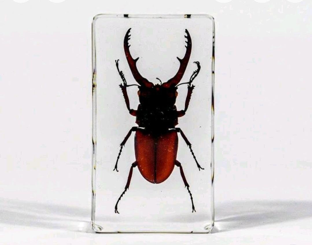 Amazon.co.jp: 1個 レジン封入 カブトムシ 標本 約8cm : おもちゃ